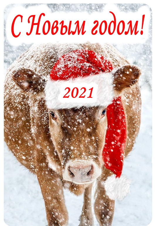Фото поздравление с новым 2021 годом, с большим быком